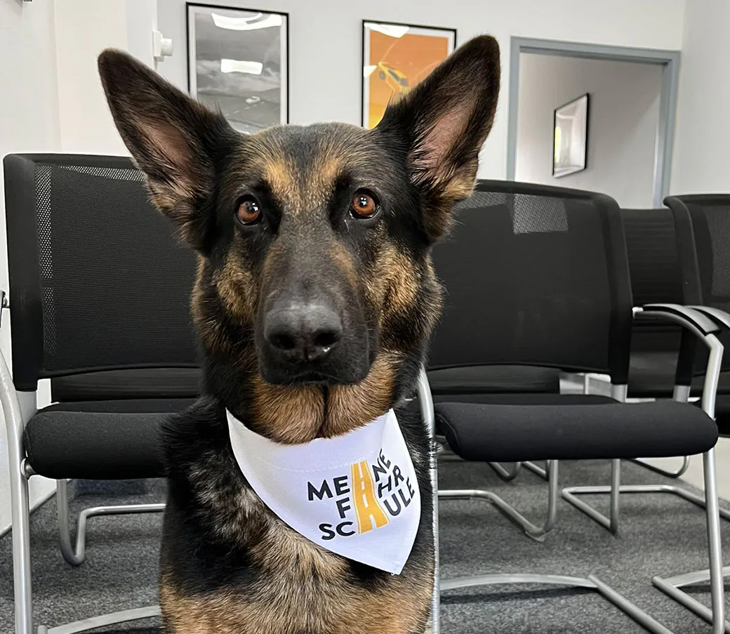 Bürohund Lucy